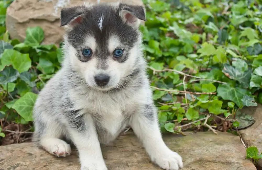 Pomeranian and Husky Mix